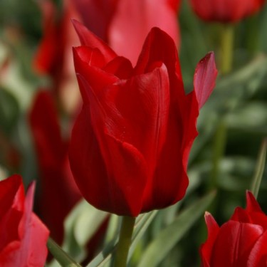 Tulipa stapfii