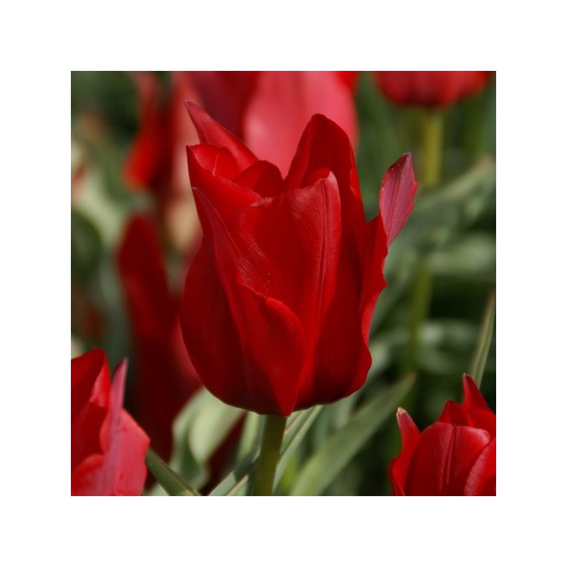 Tulipa stapfii