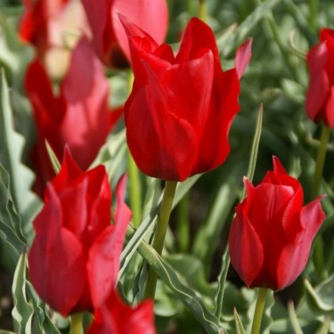 Tulipa stapfii