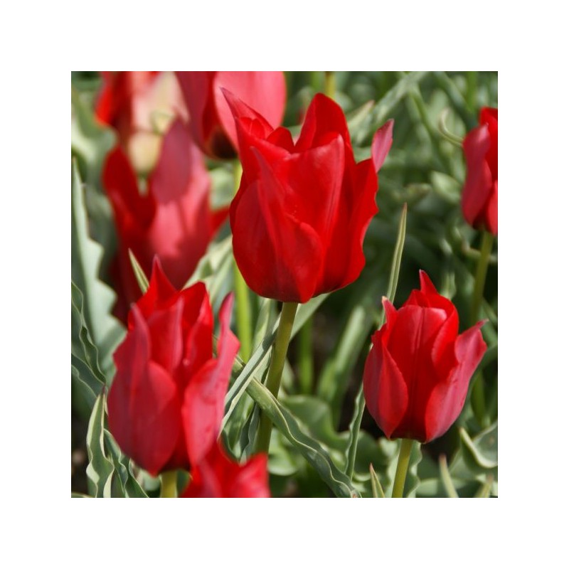 Tulipa stapfii