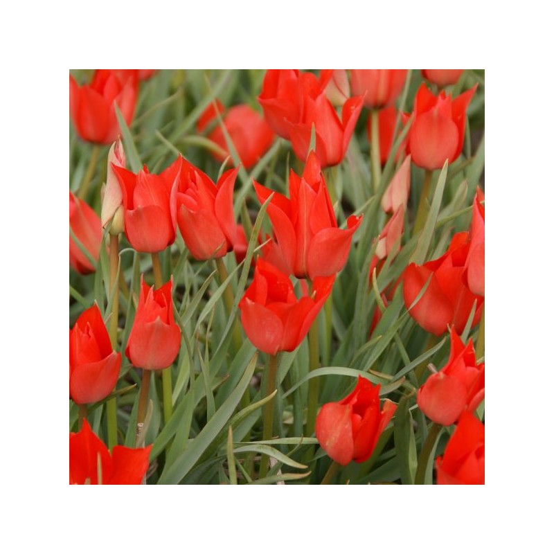 Tulipa linifolia