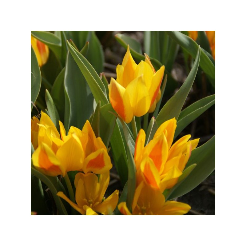 Tulipa heweri