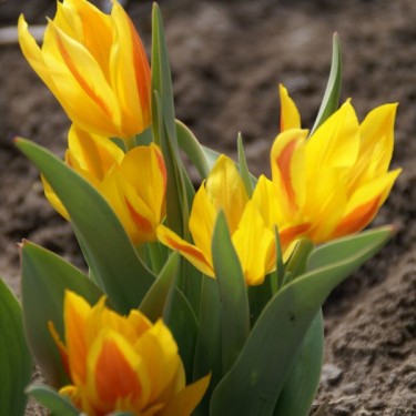 Tulipa heweri