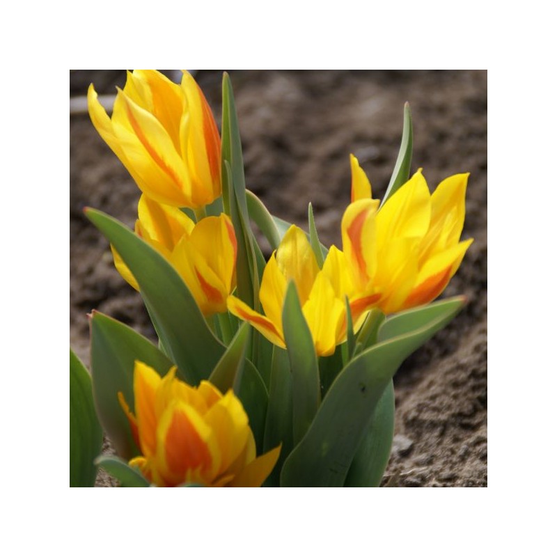 Tulipa heweri