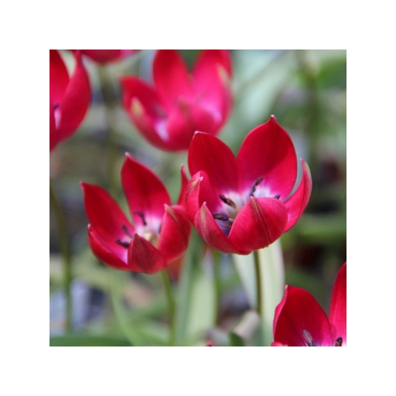Tulipa Tiny Timo'