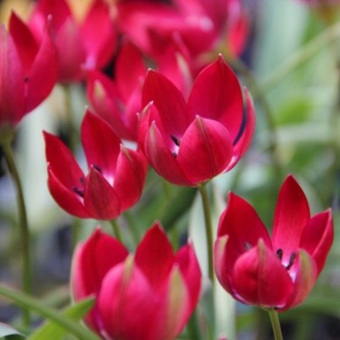Tulipa Tiny Timo'