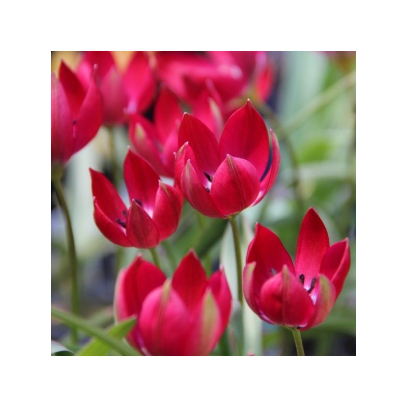 Tulipa Tiny Timo'