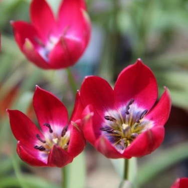 Tulipa Tiny Timo'