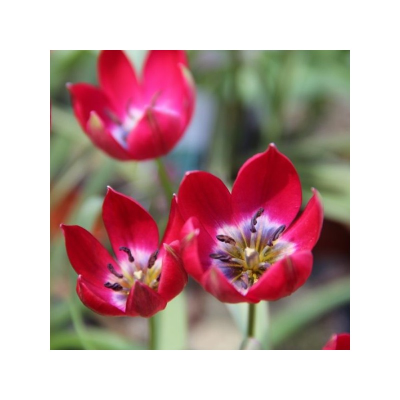 Tulipa Tiny Timo'