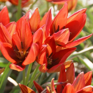 Tulipa hageri 'Splendens'