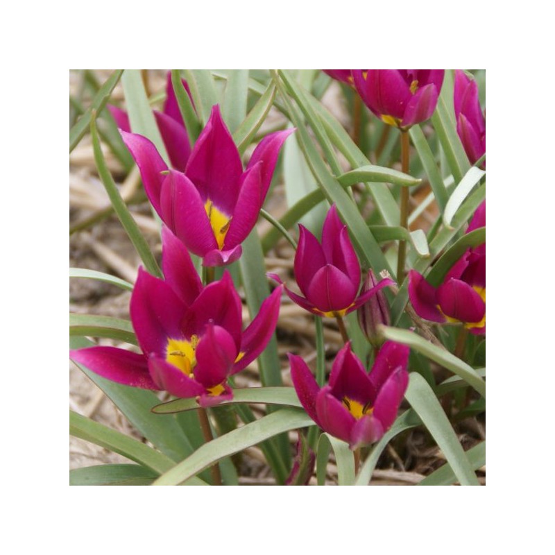 Tulipa humilis 'Eastern Star'