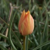 Tulipa batalinii 'Salmon Gem'