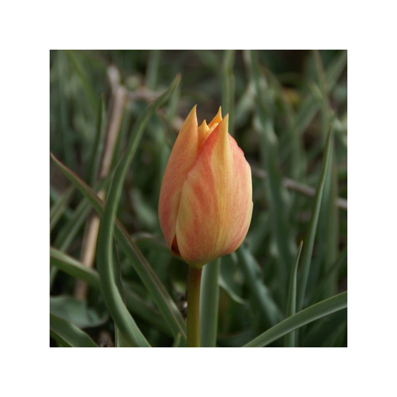Tulipa batalinii 'Salmon Gem'