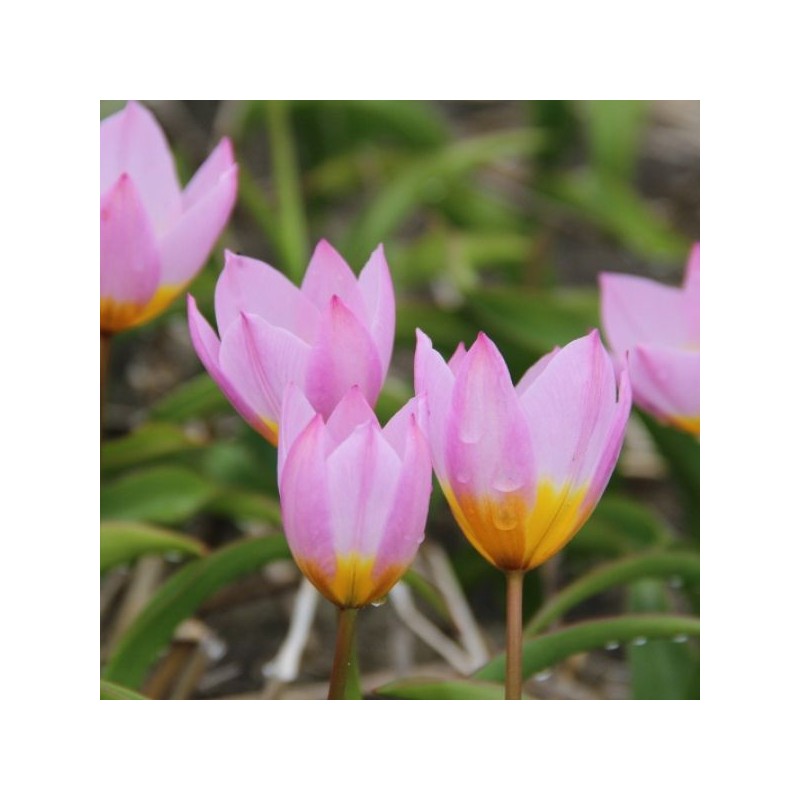 Tulipa bakeri 'Lilac Wonder'