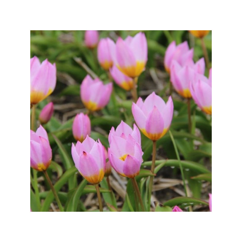 Tulipa bakeri 'Lilac Wonder'