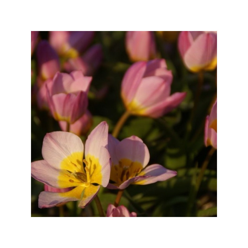 Tulipa bakeri 'Lilac Wonder'