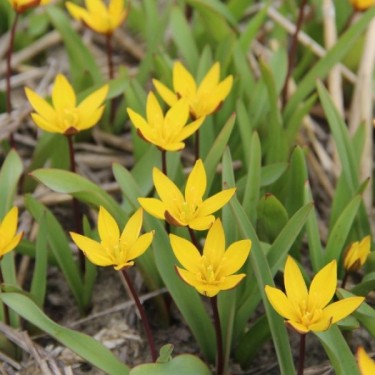 Tulipa neustruevae