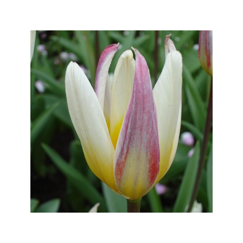 Tulipa kaufmanniana 'Ice Stick'