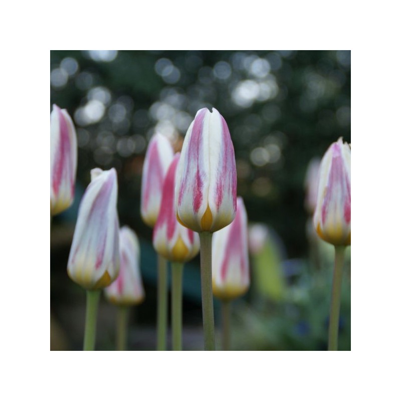 Tulipa kaufmanniana 'Ice Stick'