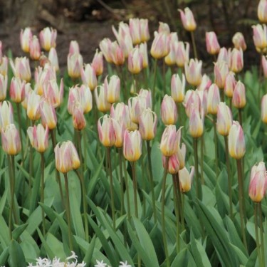 Tulipa kaufmanniana 'Ice Stick'