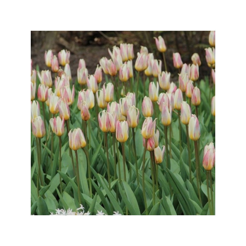 Tulipa kaufmanniana 'Ice Stick'