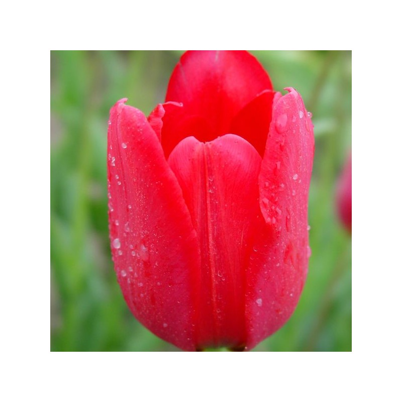 Tulipa sarracenica