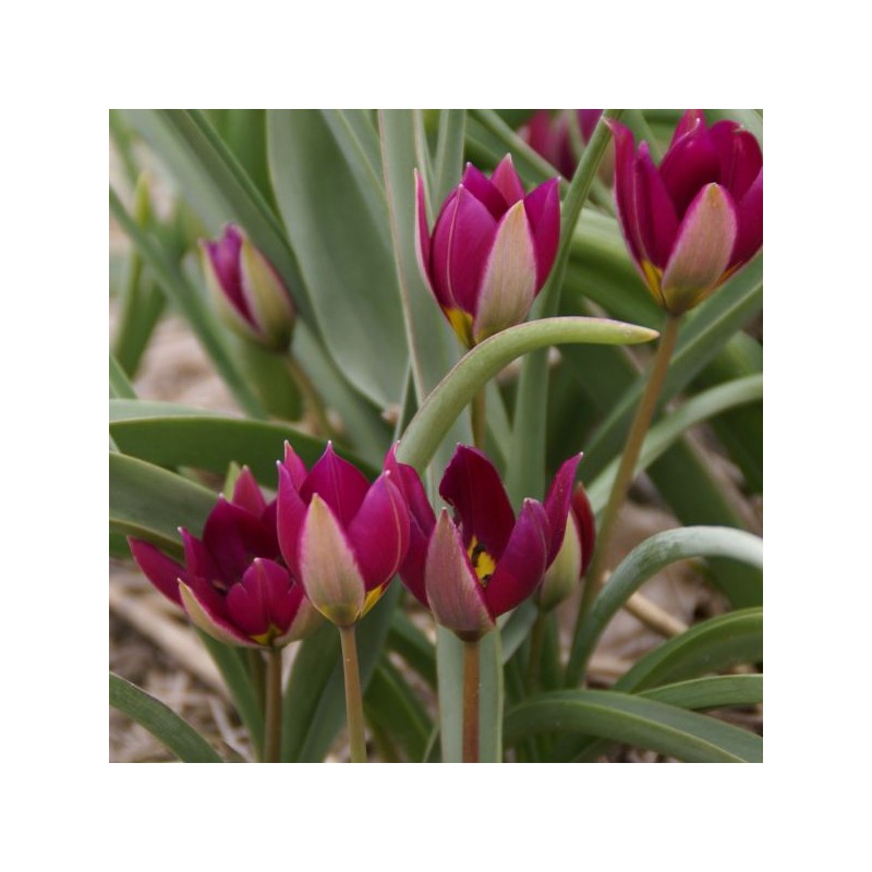 Tulipa humilis 'Persian Pearl'