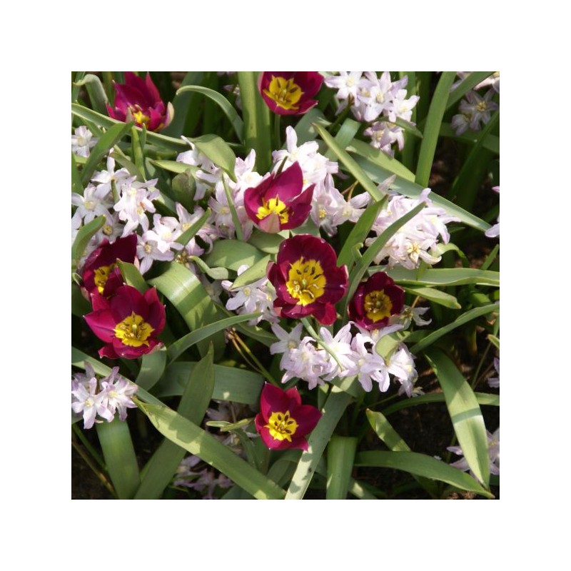 Tulipa humilis 'Persian Pearl'