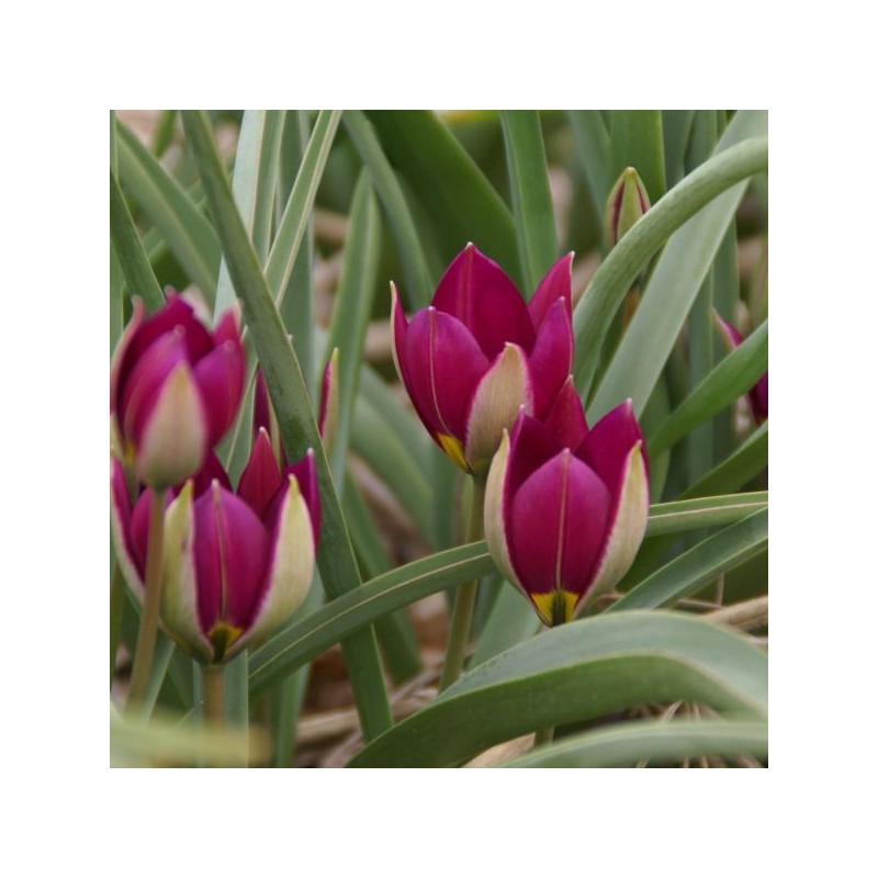 Tulipa humilis 'Persian Pearl'