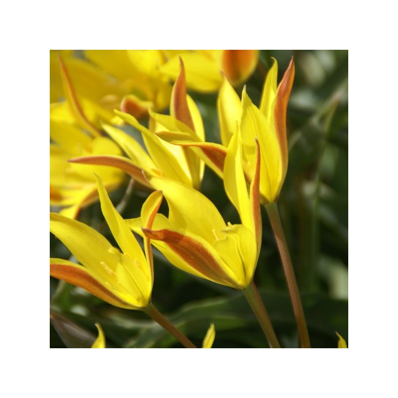 Tulipa kolpakowskiana