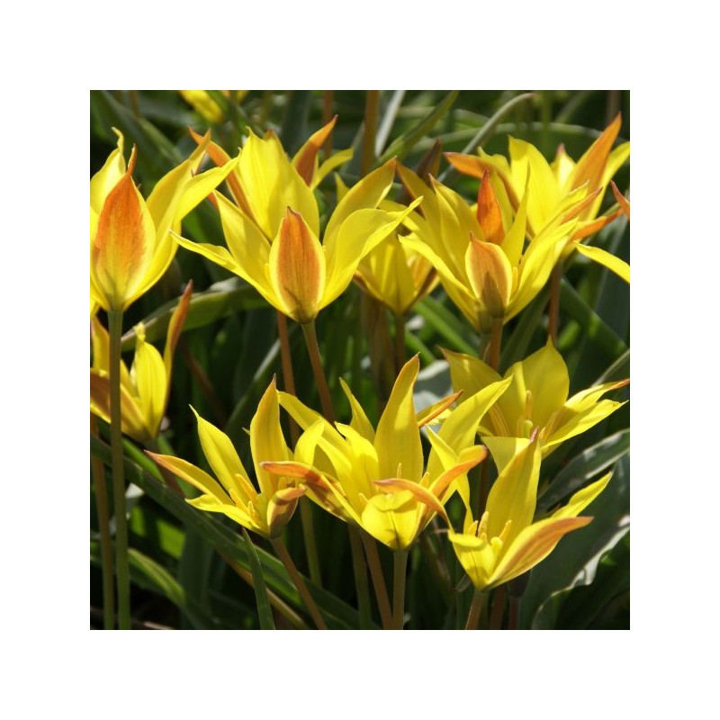 Tulipa kolpakowskiana