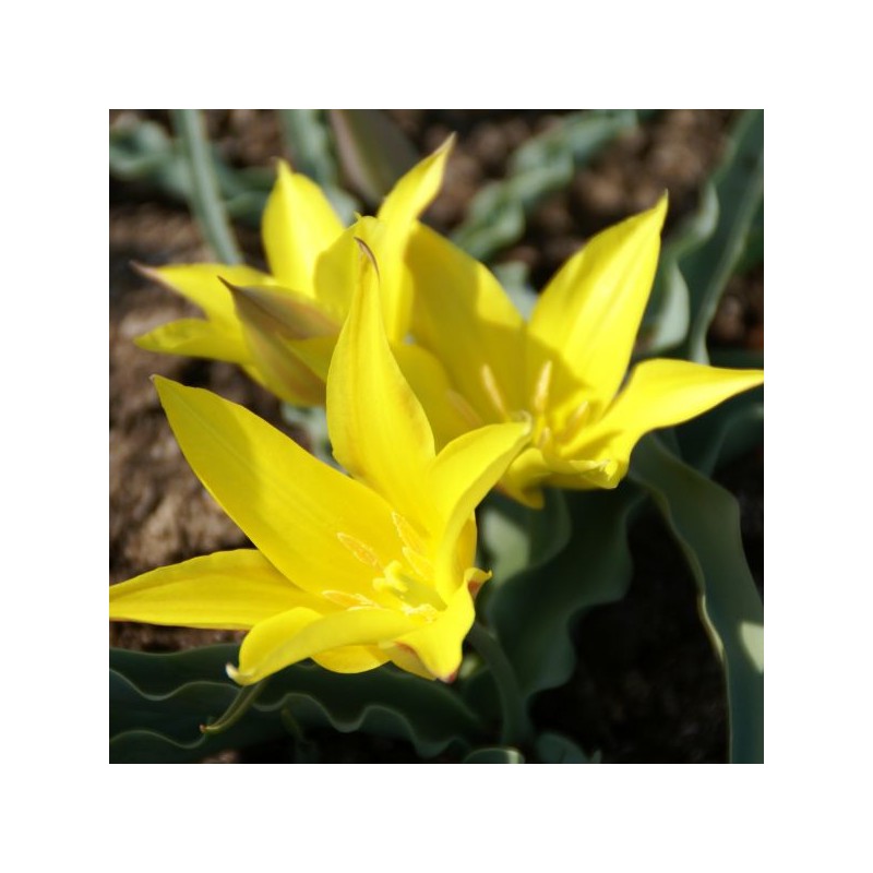 Tulipa kolpakowskiana