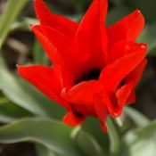 Tulipa ingens