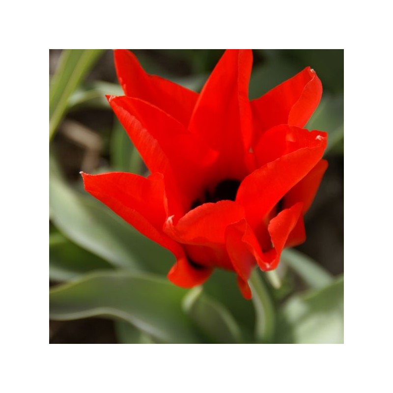 Tulipa ingens