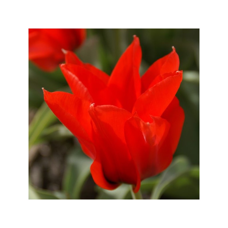 Tulipa ingens