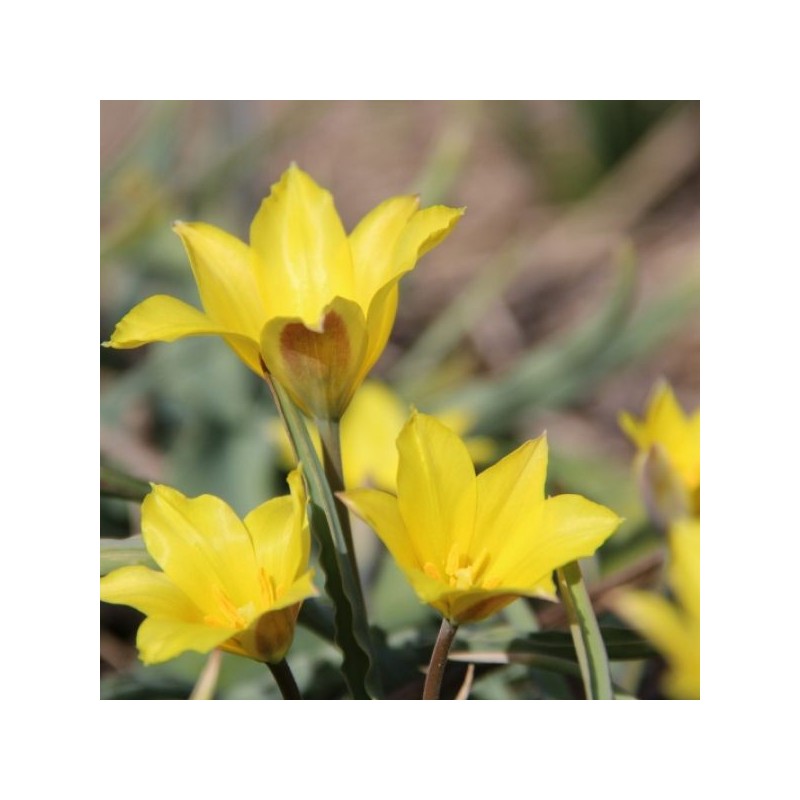 Tulipa iliensis