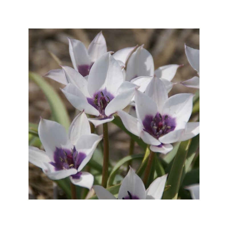 Tulipa humilis var. pulchella 'Alba Caerulea Oculata' 