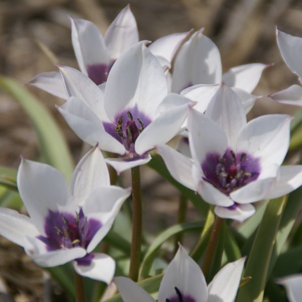 Tulipa humilis var. pulchella 'Alba Caerulea Oculata' 