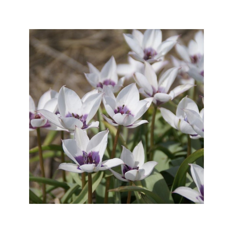 Tulipa humilis var. pulchella 'Alba Caerulea Oculata' 