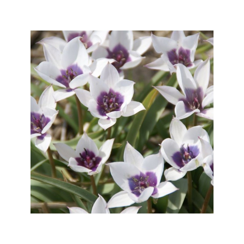 Tulipa humilis var. pulchella 'Alba Caerulea Oculata' 