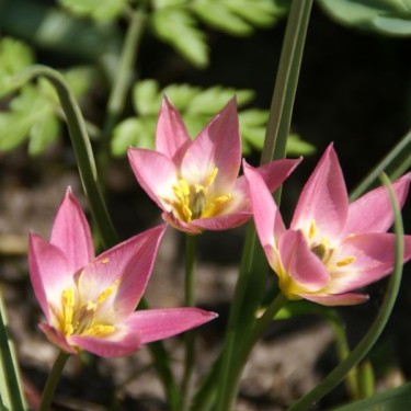 Tulipa aucheriana