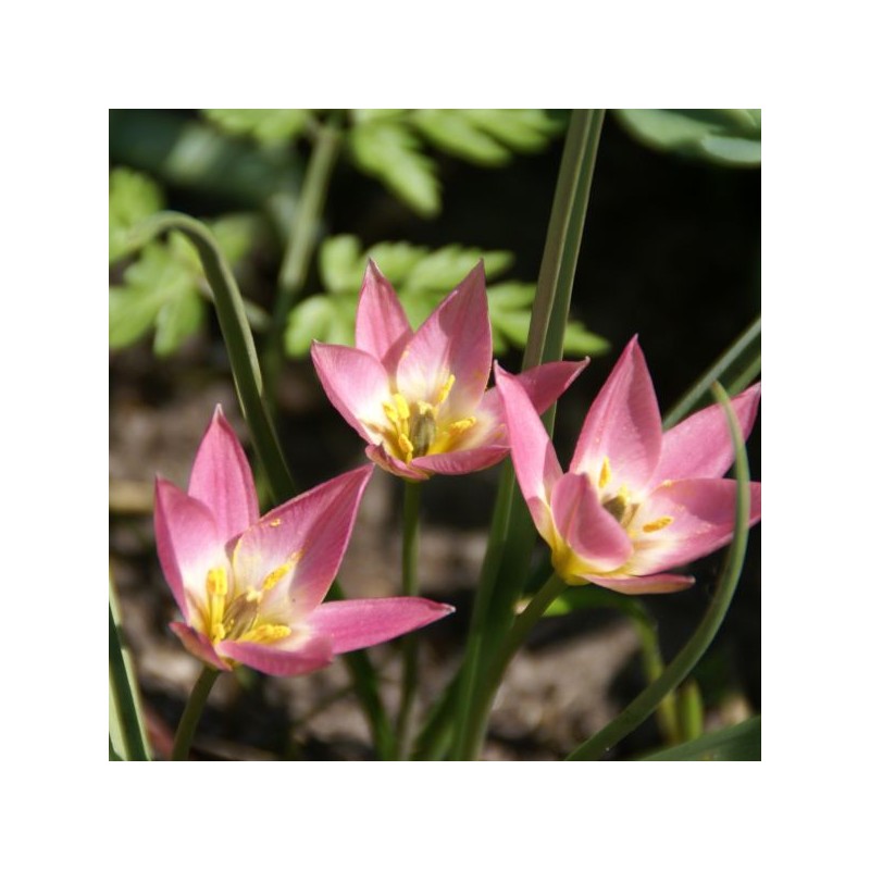 Tulipa aucheriana