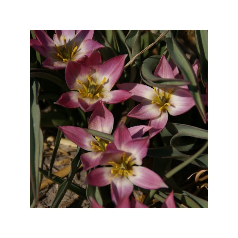 Tulipa aucheriana