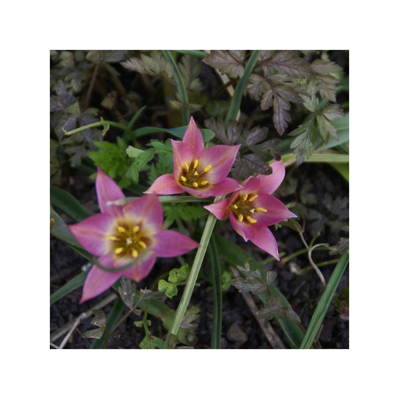 Tulipa aucheriana