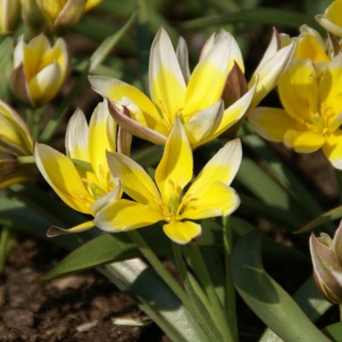 Tulipa tarda