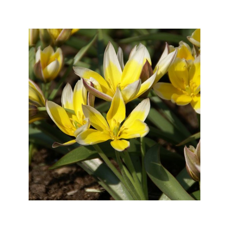 Tulipa tarda