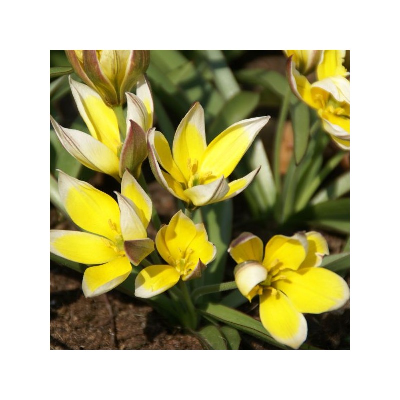 Tulipa tarda