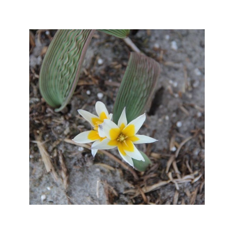 Tulipa saxatilis