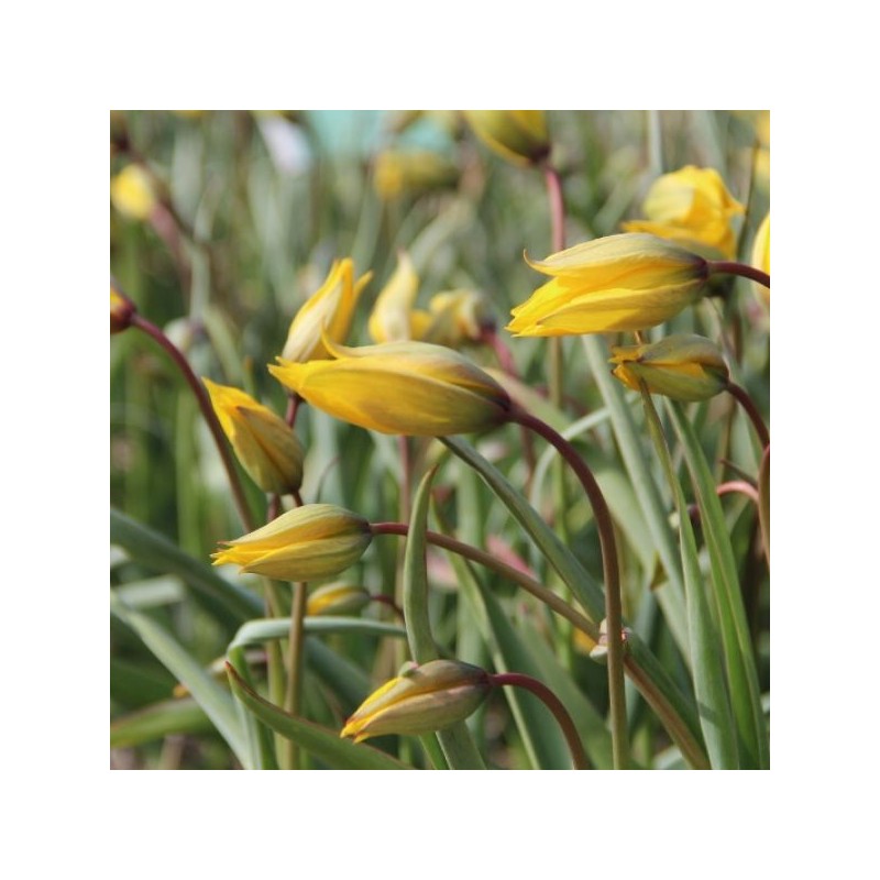 Tulipa sylvestris