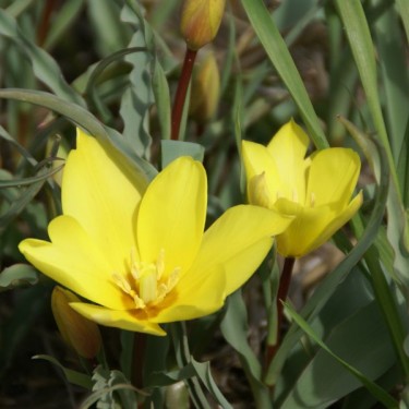 Tulipa montana var. chrysantha
